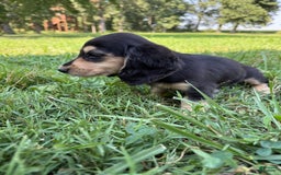Miniature Dachshund dogs for sale: Olive - Image 2