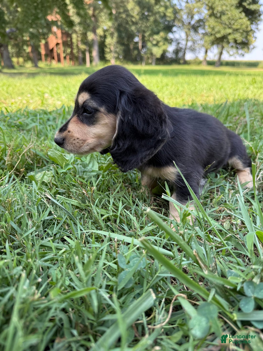 Miniature Dachshund dogs for sale: Olive - Image 2