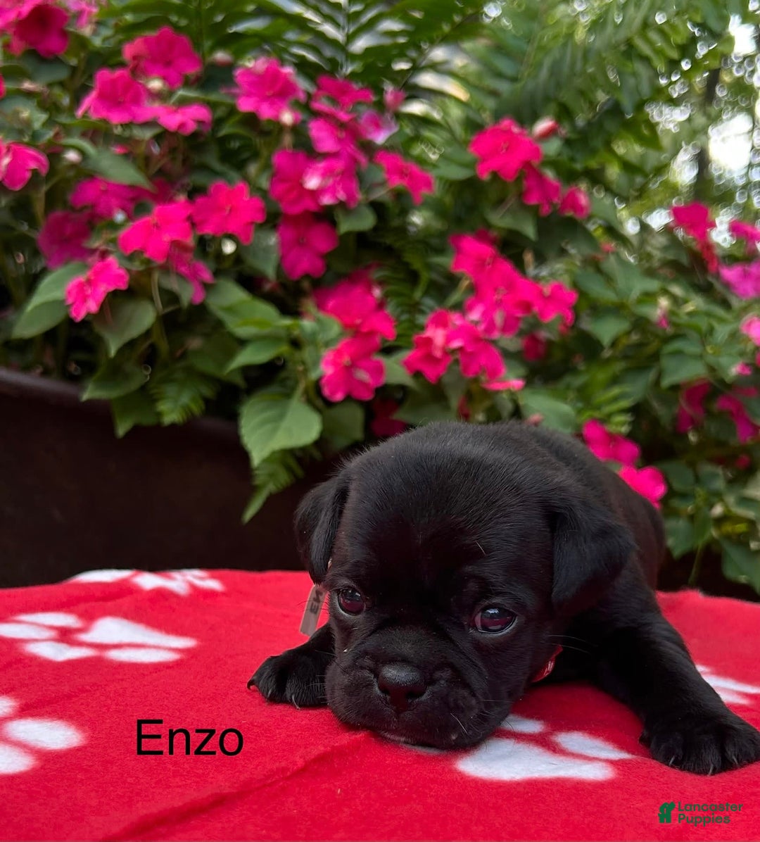 Puggle dogs for sale: Enzo - Image 7