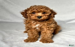 Miniature Poodle dogs for sale: Hudson - Image 1