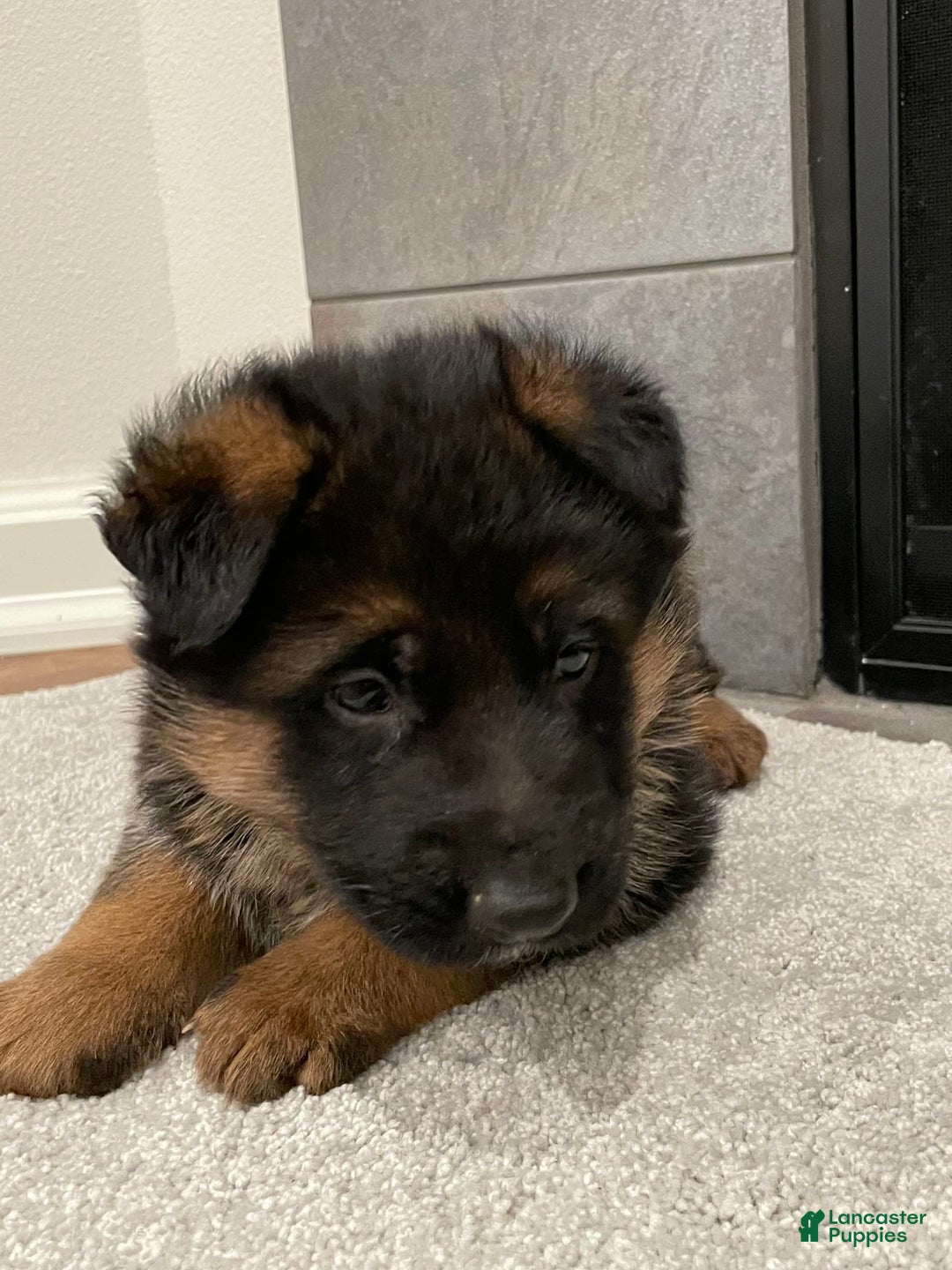 German Shepherd dogs for sale: 4 - Image 1