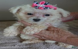 Maltipoo dogs for sale: Amara - Image 23