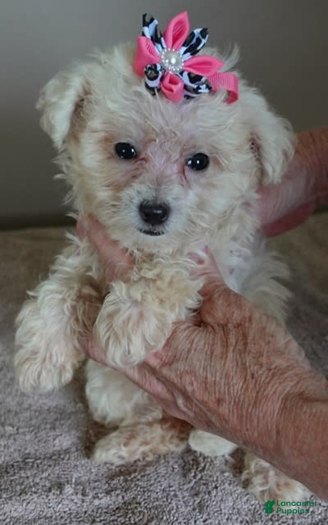 Maltipoo dogs for sale: Amara - Image 23