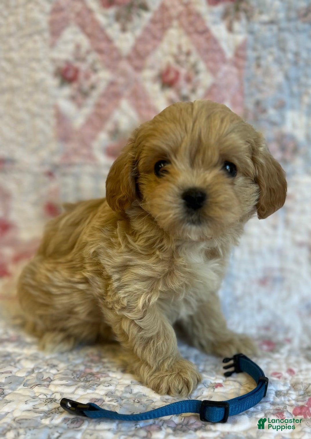 Maltipoo dogs for sale: Dexter - Image 4
