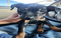 Miniature Pinscher dogs for sale: Benji - Image 2