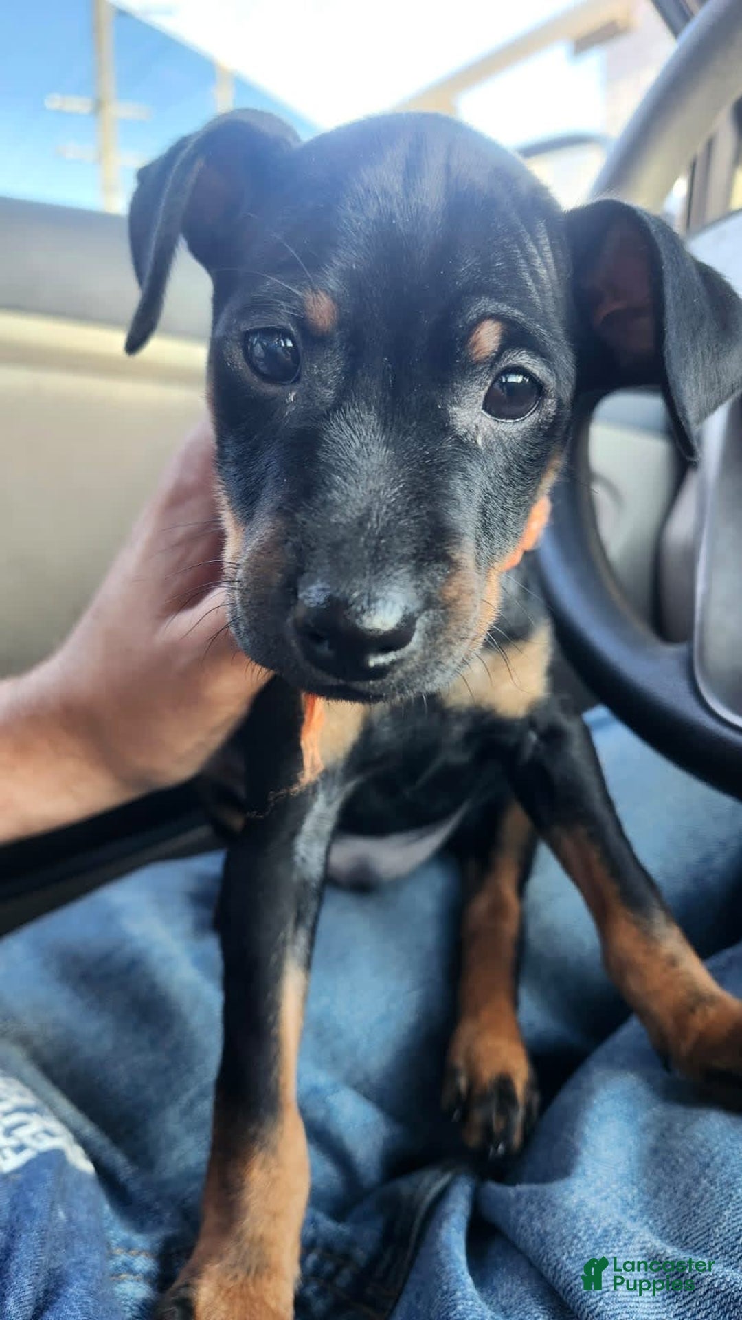 Miniature Pinscher dogs for sale: Benji - Image 2