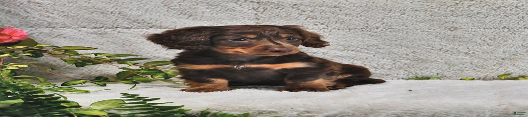 Dixon