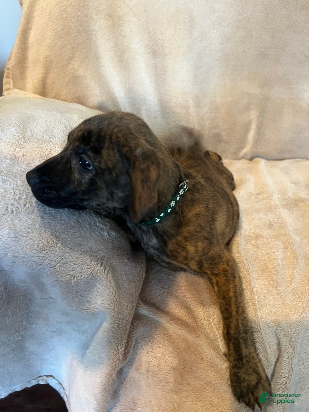 German Shepherd dogs for sale: Tommy - Image 2