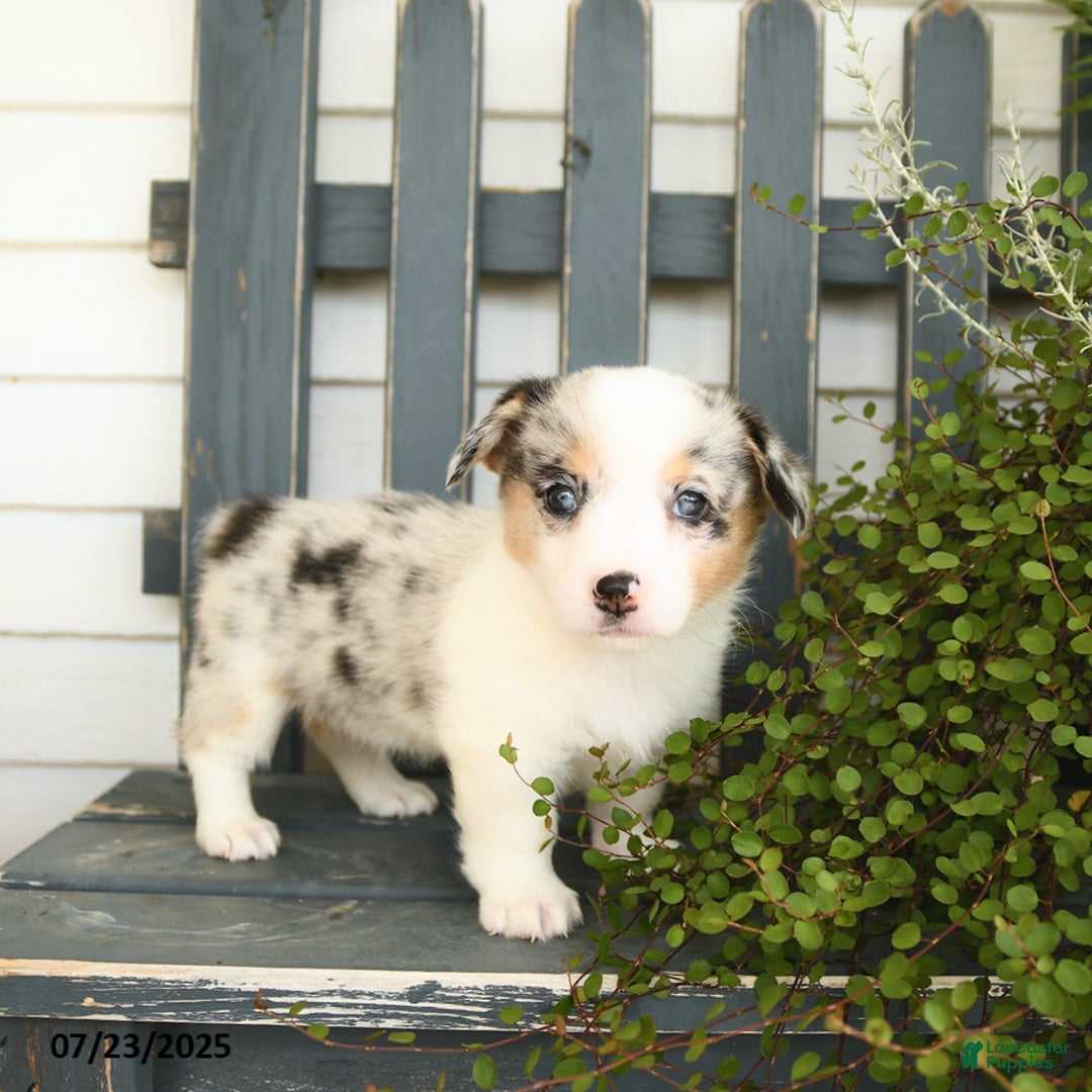 Welsh Corgi Pembroke dogs for sale: Jasmine - Image 5