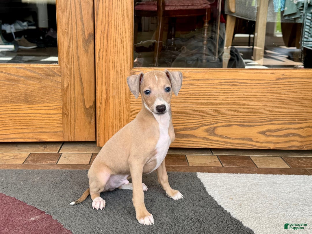 Italian Greyhound dogs for sale: RJ - Image 5