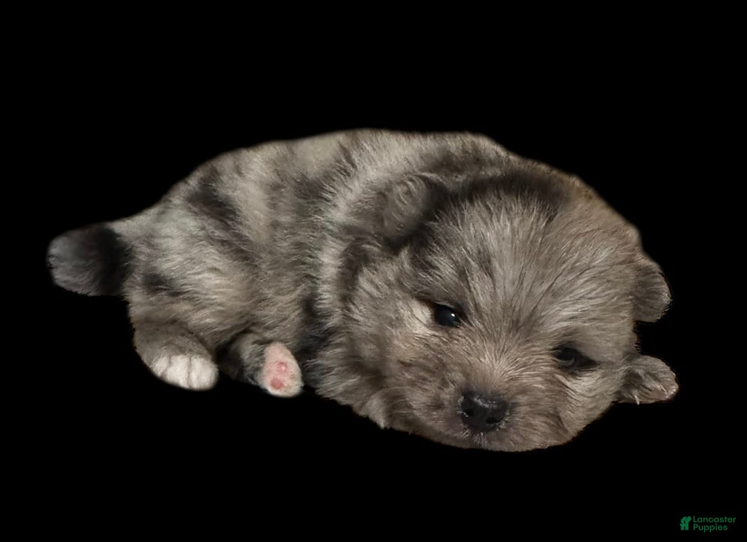 Pomeranian dogs for sale: Dotty - Image 15