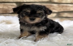 Morkie dogs for sale: ALEXIA - Image 2