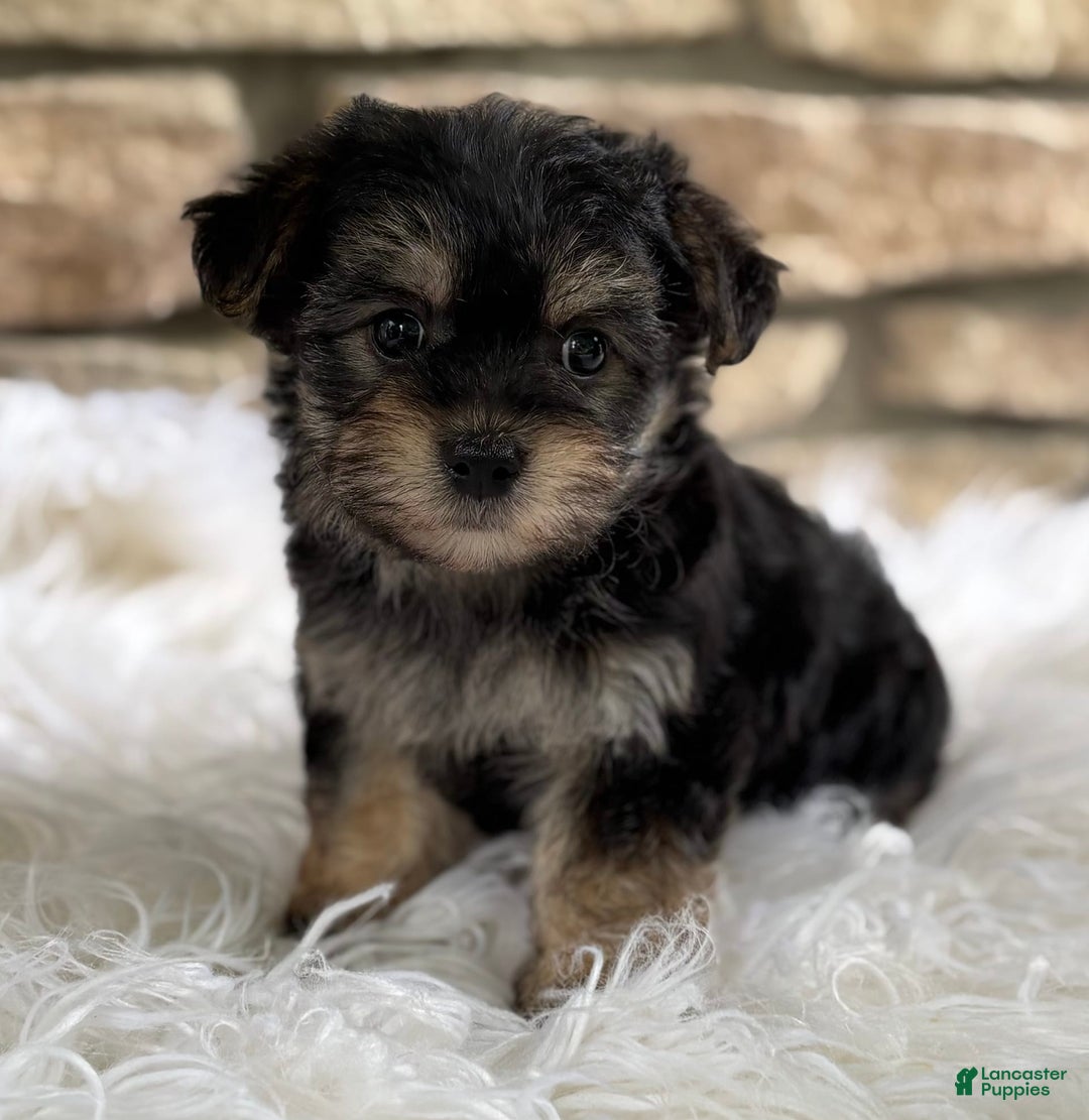 Morkie dogs for sale: ALEXIA - Image 2