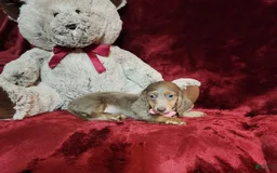 Miniature Dachshund dogs for sale: LATTE - Image 5
