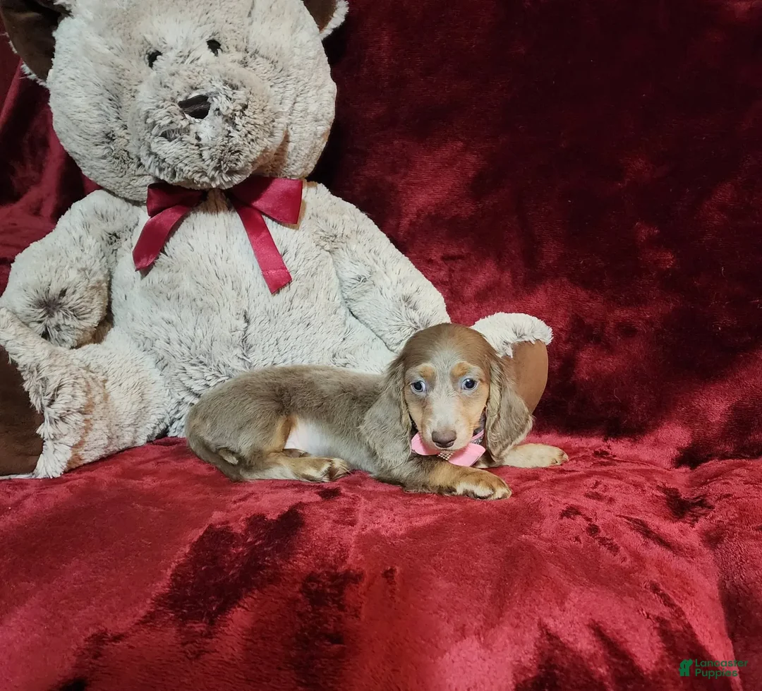 Miniature Dachshund dogs for sale: LATTE - Image 5