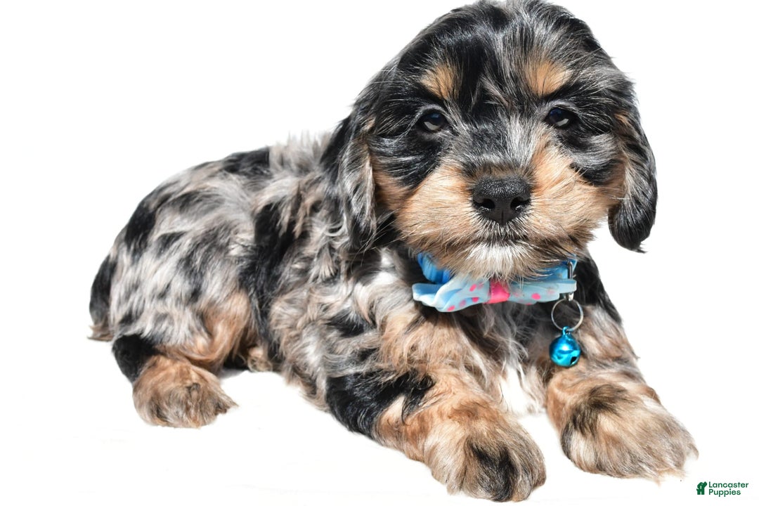 Cockapoo dogs for sale: Will - Image 4