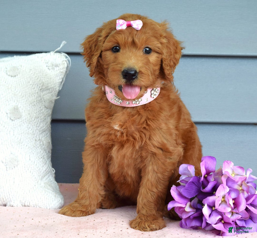 Goldendoodle dogs for sale: Cora - Image 3