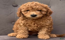 Mini Goldendoodle dogs for sale: Carter - Image 6