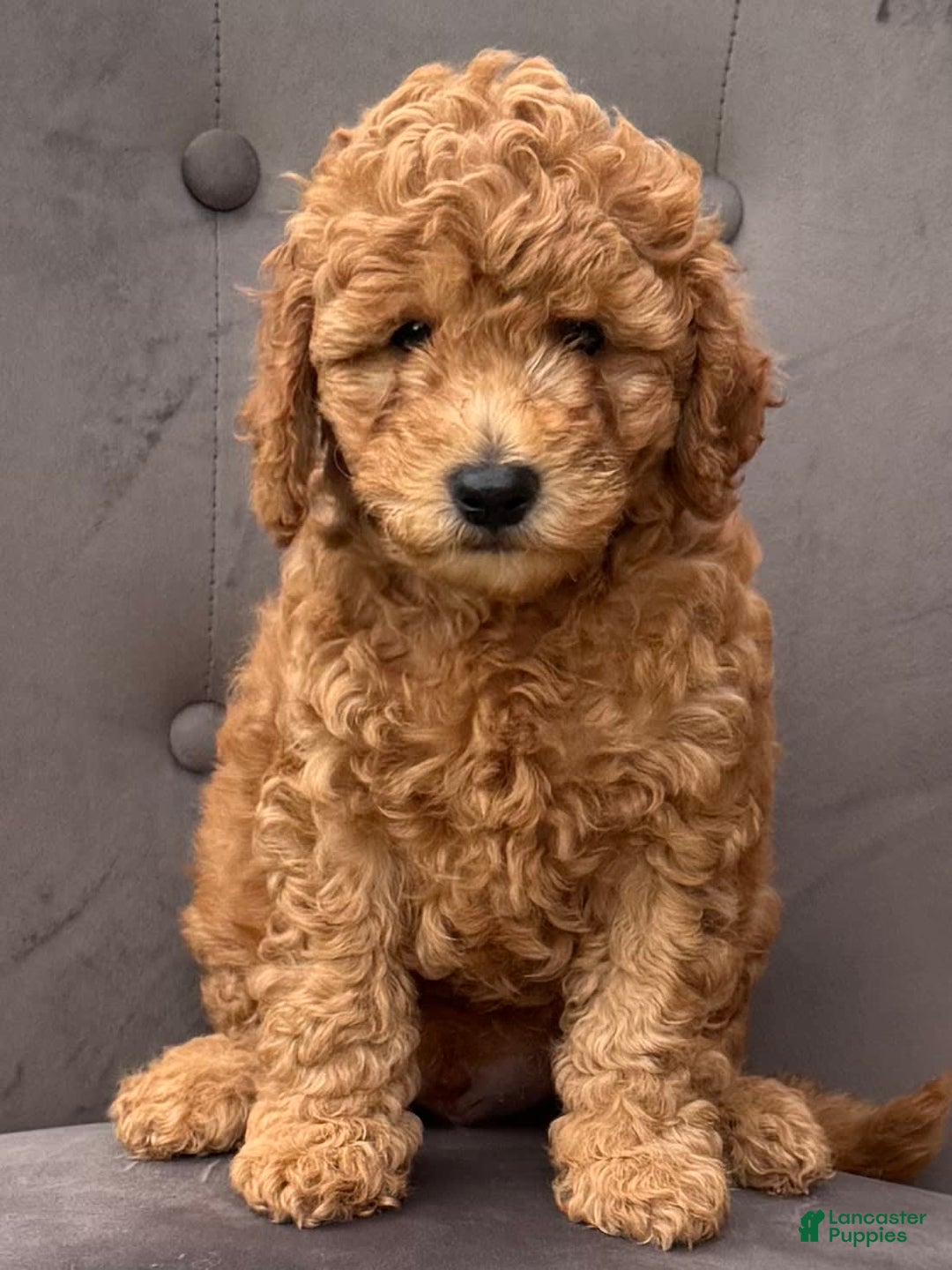 Mini Goldendoodle dogs for sale: Carter - Image 6