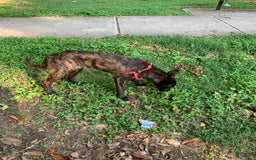 Belgian Malinois dogs for sale: Koda - Image 1