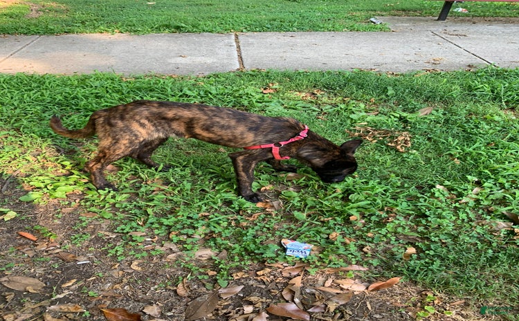 Belgian Malinois dogs for sale - Ad 2
