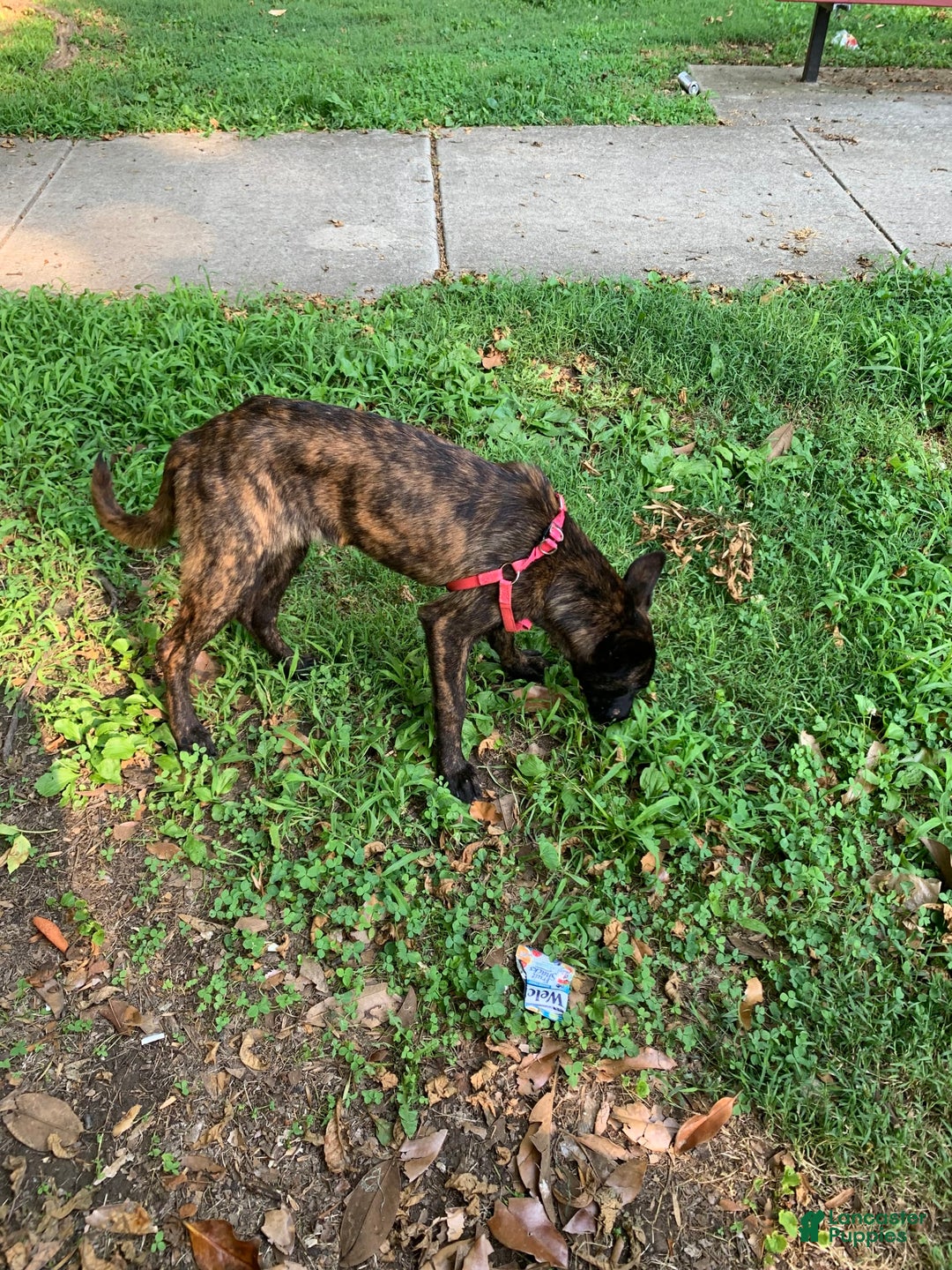 Belgian Malinois dogs for sale: Koda - Image 1