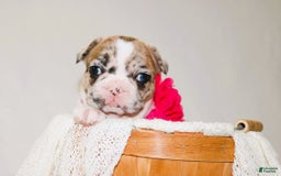 French Bulldog dogs for sale: Athena Akc - Image 3
