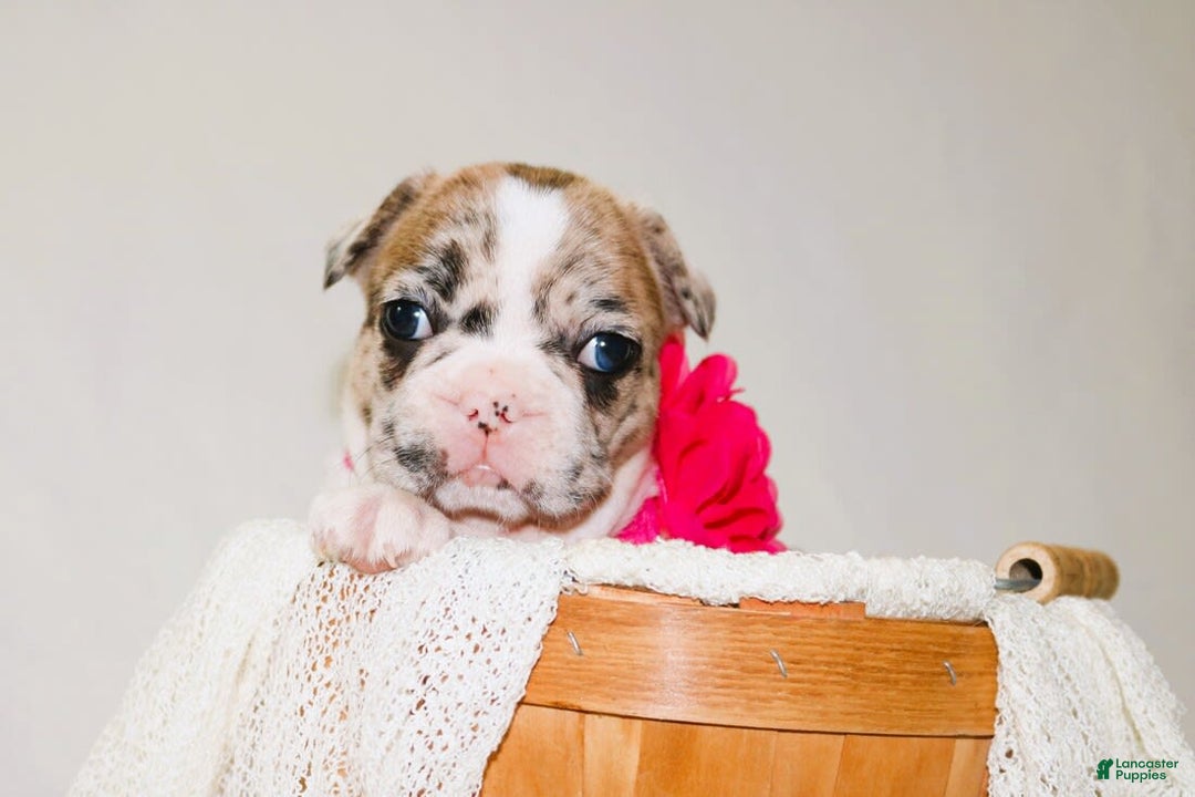 French Bulldog dogs for sale: Athena Akc - Image 3