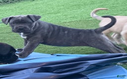 Cane Corso dogs for sale: Brownie - Image 10
