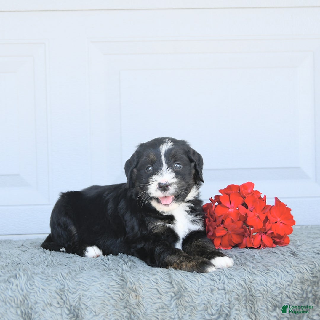 Miniature Bernese Mountain Dog dogs for sale: Candy - Image 1