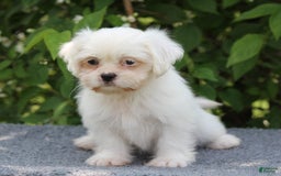 Shihpoo dogs for sale: Diamond - Image 7