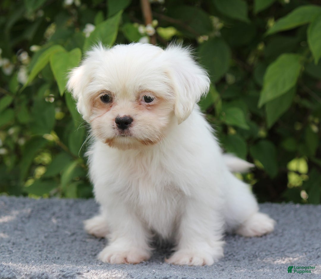 Shihpoo dogs for sale: Diamond - Image 7