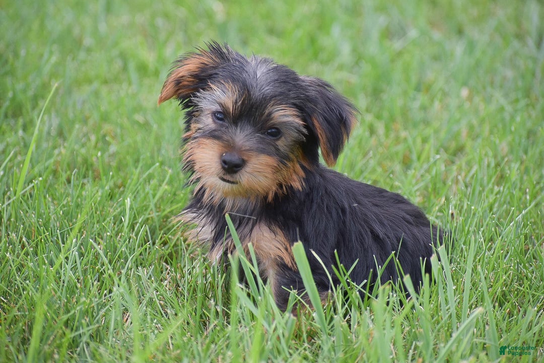 Yorkshire Terrier dogs for sale: Rocky - Image 3