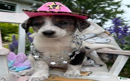 Australian Cattle Dog dogs for sale: Marcia - Image 5