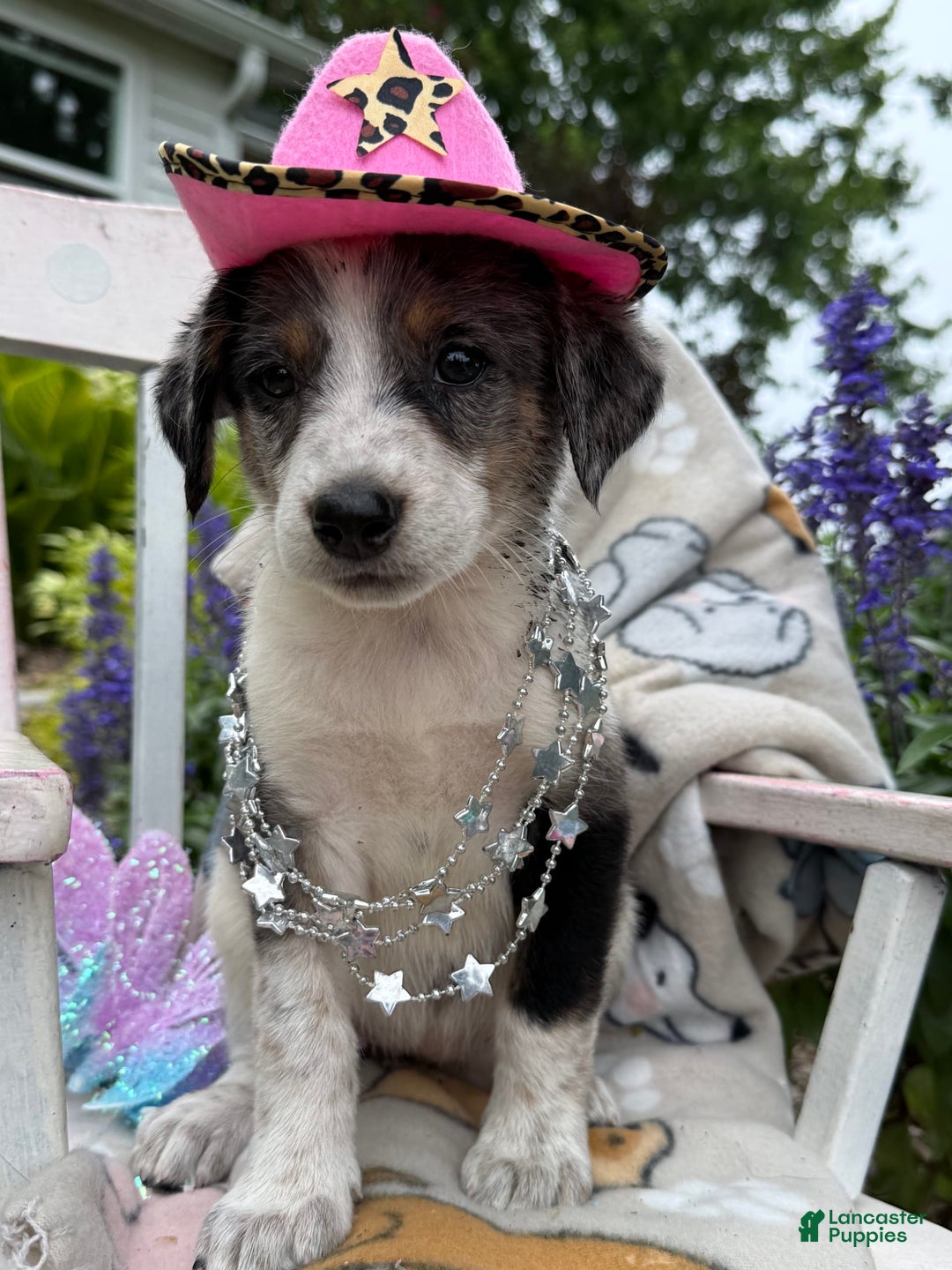 Australian Cattle Dog dogs for sale: Marcia - Image 5