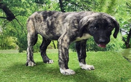 Anatolian Shepherd dogs for sale: AKC Dusty 2025 Male 1 - Image 4