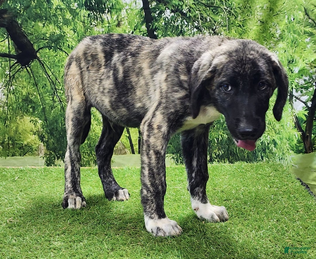 Anatolian Shepherd dogs for sale: AKC Dusty 2025 Male 1 - Image 4
