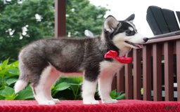 Siberian Husky dogs for sale: Gretta - Image 2