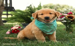 Golden Retriever dogs for sale: Montgomery - Image 1