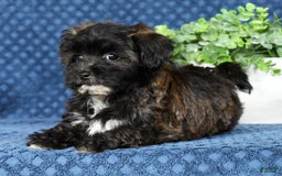 Havapoo dogs for sale: Elvis - Image 8