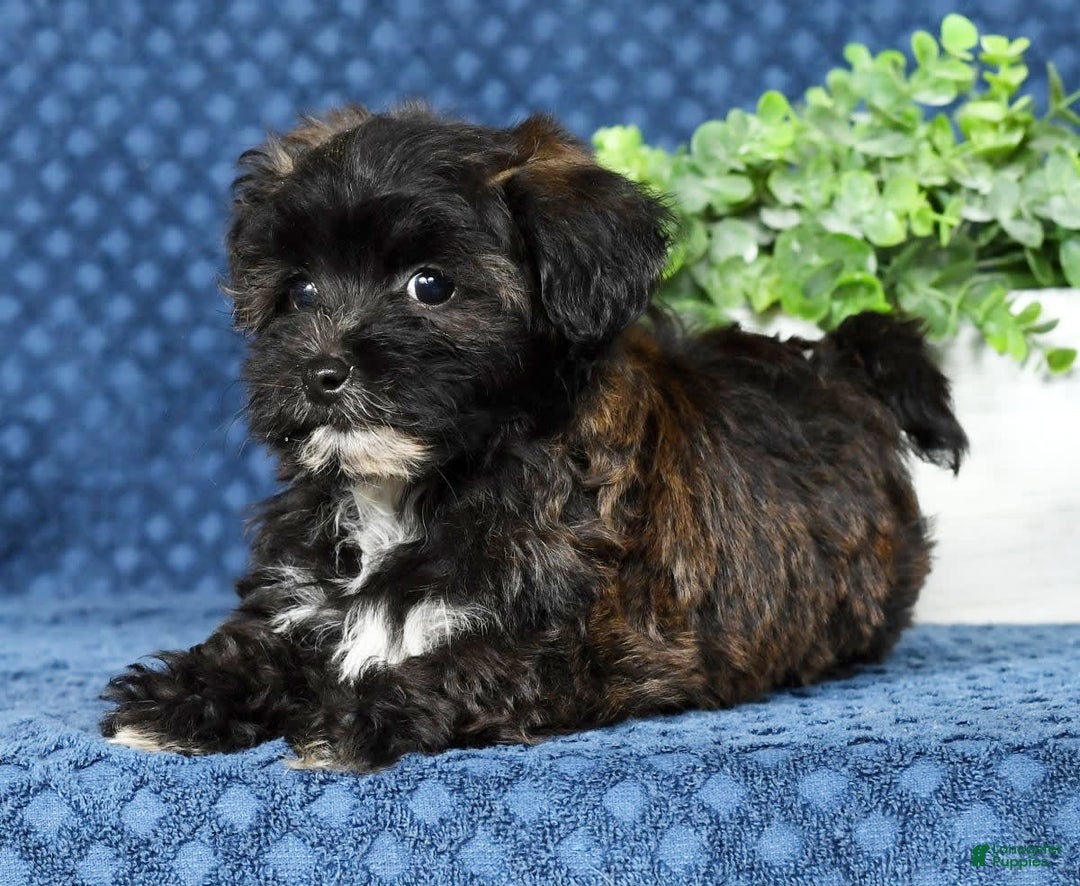Havapoo dogs for sale: Elvis - Image 8