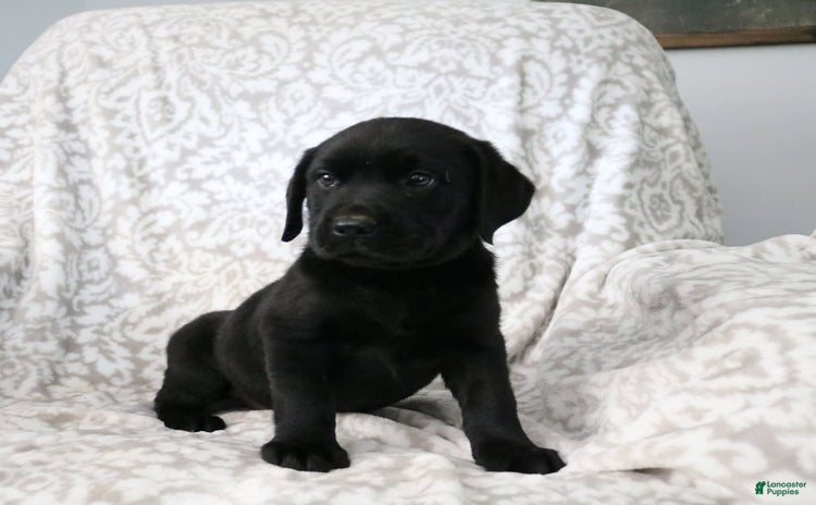 Labrador Retriever dogs for sale - Ad 3
