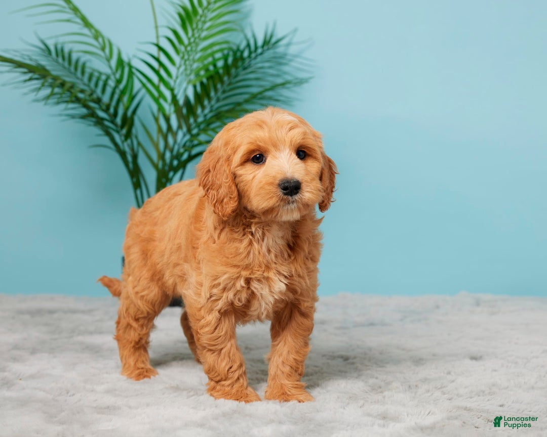 Mini Goldendoodle dogs for sale: Sunshine - Image 4