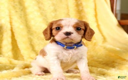 Cavalier King Charles Spaniel dogs for sale: Farley - Image 3