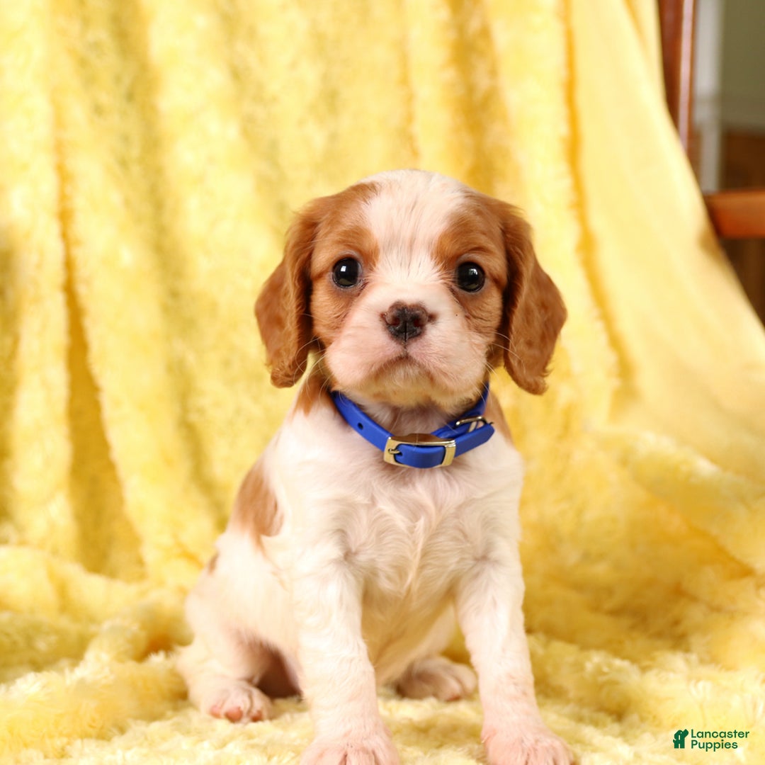 Cavalier King Charles Spaniel dogs for sale: Farley - Image 3