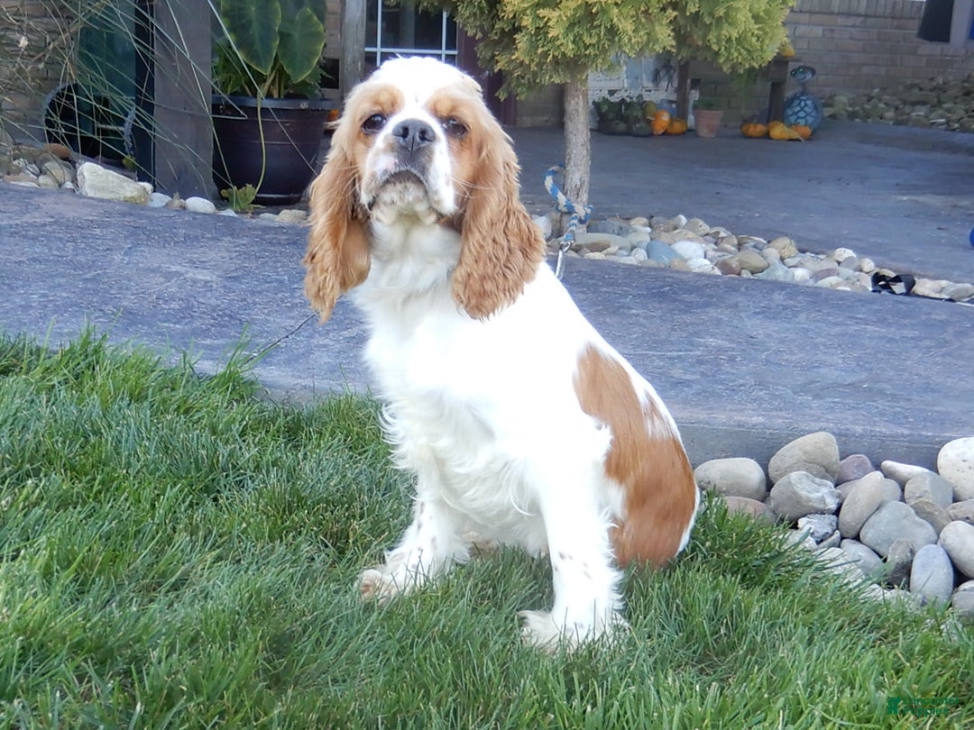Cockapoo dogs for sale: Patches - Image 14