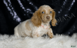 Miniature Dachshund dogs for sale: Lizzie - Image 3