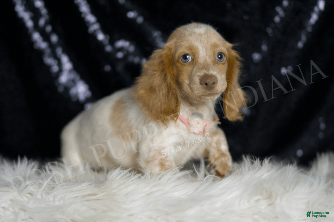 Miniature Dachshund dogs for sale: Lizzie - Image 3