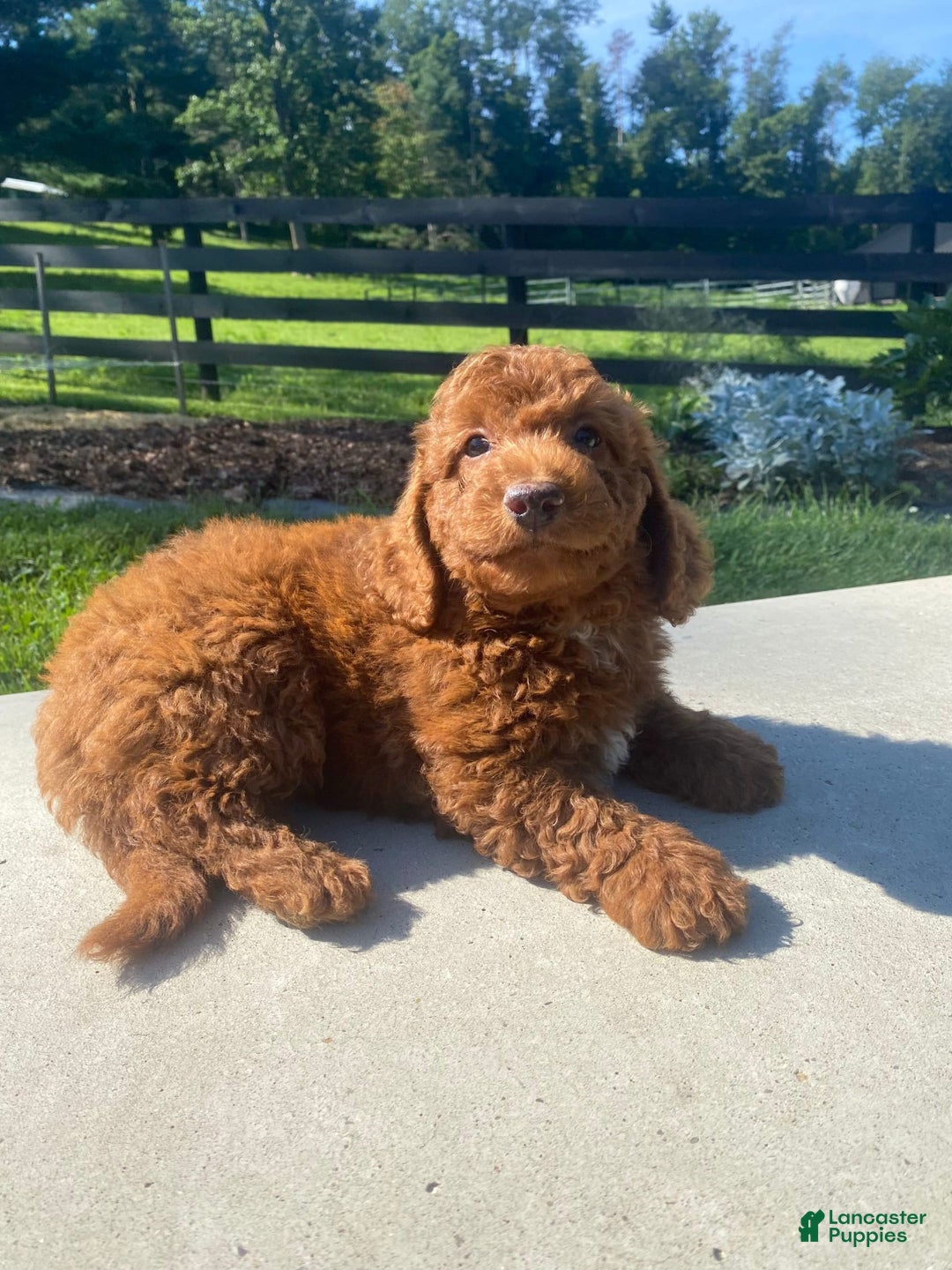 Mini Goldendoodle dogs for sale: Dane - Image 1