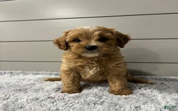 Cavapoo dogs for sale: Willow - Image 12